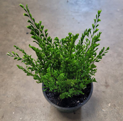 Lisa Maidenhair Fern